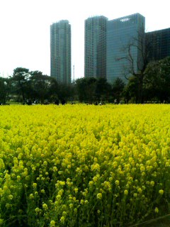 ビルと菜の花